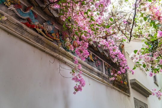 rooftop with beautiful purple and white bougainvillea flowers in garden