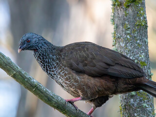 Andean guan Penelope montagnii