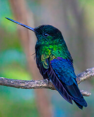 Hummingbird flying eating