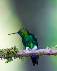 Hummingbird flying eating
