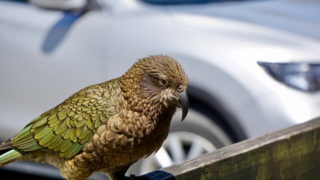 Alpine Parrot of New Zealand The kea (Nestor notabilis)