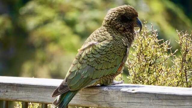 Alpine Parrot of New Zealand The kea (Nestor notabilis)