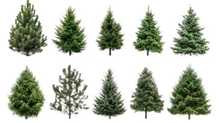 A variety of green pine trees in different shapes and sizes, isolated on a white background.