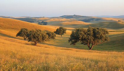 Fototapeta premium Rolling Hills bathed in Golden Sunlight