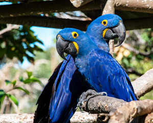 Blue Hyacinth Macaw