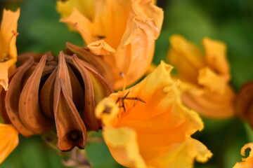 African tulip flower with tall trees and beautiful flowers, African golden tulip tree, Spathodea...