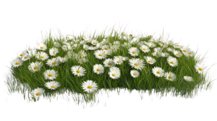 A vibrant patch of daisies surrounded by lush green grass, perfect for adding a touch of nature's beauty.
