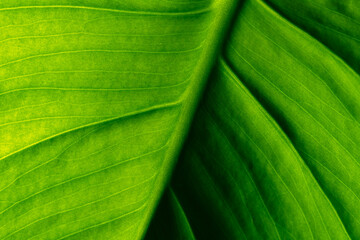 Macro Green Leaf, Vein Structure, Vibrant Natural Foliage