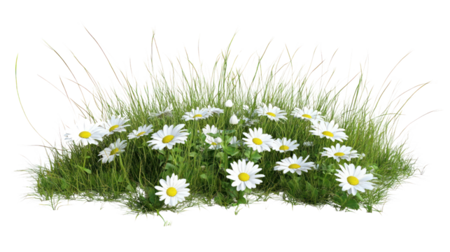 A vibrant cluster of daisies surrounded by lush green grass on a white isolated background.