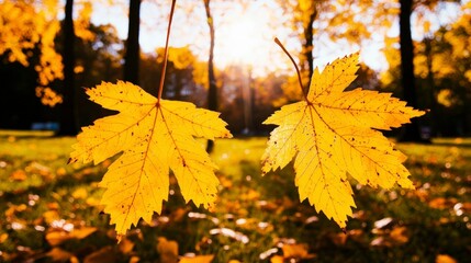 Obraz premium Golden Autumn Leaves Sunlight Fall Foliage Nature Background