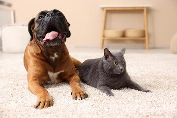 Fototapeta na wymiar Cute dog and cat lying on floor at home