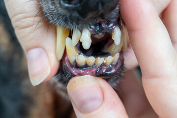 Close-up of dog's teeth with human hands examining oral health. examination before surgery