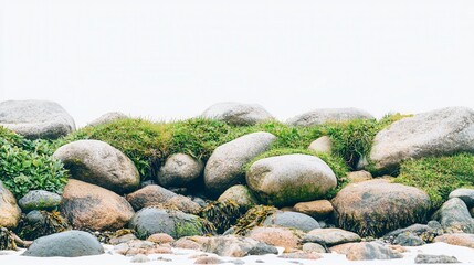 Coastal Rocks, Seaweed, & Grass