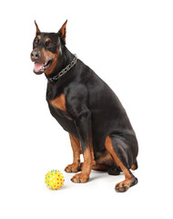 Adorable Doberman on white background. Domestic pet