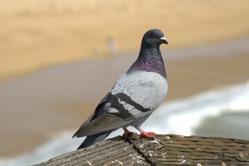 pigeon perched on ledge near ocean