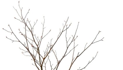 Fototapeta premium Delicate, bare branches isolated against a pure white backdrop, forest, rustic