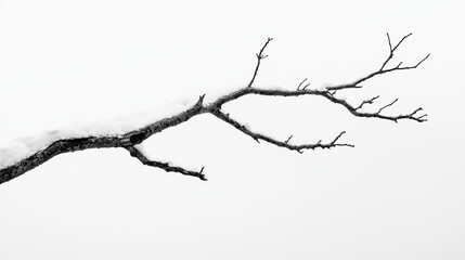 Fototapeta premium Snowy tree branch against white sky evokes serene, peaceful feeling, showcasing stark beauty of winter touch