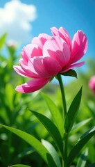 Obraz premium Peony blooms against bright green foliage and sky background, botanical, peony