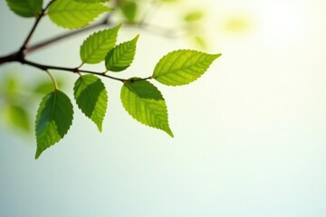Obraz premium Simple branch with leaves on white background, tree, background, simple