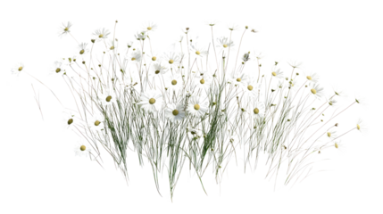 A cluster of white flowers with slender green stems, perfect for adding a touch of nature to any design.
