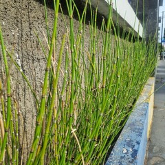 Selective focus of Horsetail plant (Equisetum hyemale) planted in front of a house fence. Neatly lined up and looks beautiful. Also known as Scouring Rush, Snake Grass, Equisetum japonica, Dutch Rush,