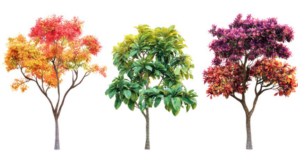 Three vibrant trees showcasing autumn foliage and lush green leaves, isolated on a white background.