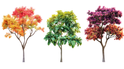 Three vibrant trees showcasing autumn foliage and lush green leaves, isolated on a white background.