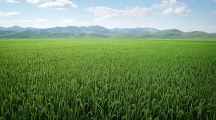 Fototapeta premium Serene Rice Paddy Field with Mountain Background