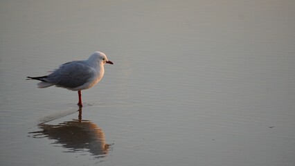 Seagull on the beach and surf on Australia's Gold Coast Queensland