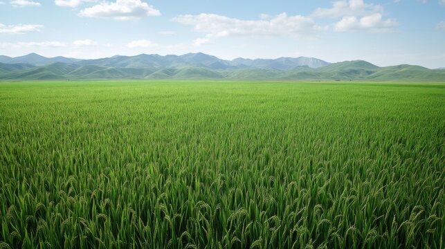 Serene Rice Paddy Field with Mountain Background
