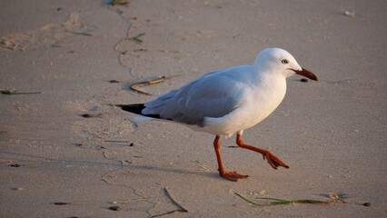 Seagull on the beach and surf on Australia's Gold Coast Queensland