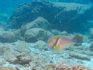 大きく美しいイラ（ベラ科）。
英名学名：Scarbreast Tuskfin (Choerodon...