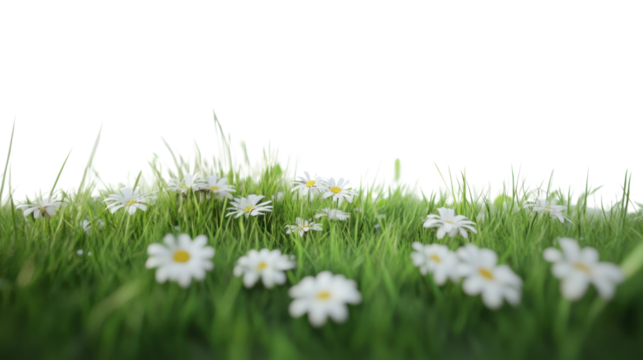 Beautiful flowering daisies in vibrant green grass on a sunny day.