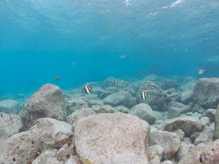 美しいツノダシ（ツノダシ科）の小群他。
英名学名：Moorish Idol (Zanclus cornutus)
東京都伊豆諸島式根島-2024
