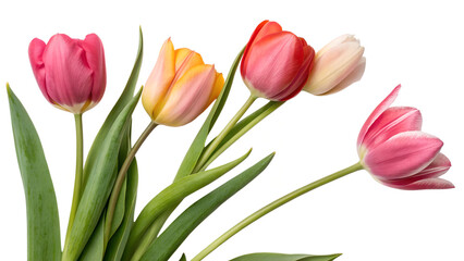 Fototapeta premium Tulips. PNG.