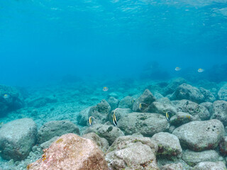 美しいツノダシ（ツノダシ科）の小群他。
英名学名：Moorish Idol (Zanclus...