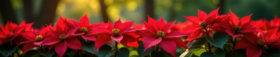 Fototapeta premium Red poinsettia flowers blooming in a garden bed, trees, blooms
