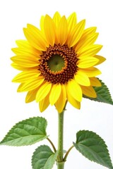 Obraz premium Large sunflower blooms in a bright yellow color against a white background, white, botanical, isolated