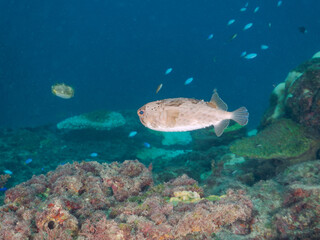 美しいハリセンボン（ハリセンボン科）。
英名学名：Balloon Porcupinefish...
