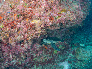 岩場で休む美しく大きなアオウミガメ（ウミガメ科）。
英名学名：green sea turtle (Chelonia mydas, family Turtles)
東京都伊豆諸島式根島-2024
