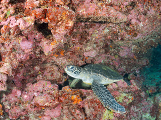 岩場で休む美しく大きなアオウミガメ（ウミガメ科）。
英名学名：green sea turtle (Chelonia mydas, family Turtles)
東京都伊豆諸島式根島-2024
