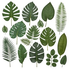 Collection of Tropical Leaves
