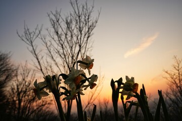 夕焼けに包まれたスイセン
