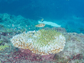 サンゴの白化現象
テーブルサンゴのフタスジリュウキュウスズメダイ、ミツボシクロスズメダイ、ヤリカタギ幼魚他
英名学名：Reticulated Dascyllus,Dascyllus reticulatus
Chevron Butterflyfish,Chaetodon trifascialis
Threespot dascyllus,Dascyllus trimaculatus
南伊豆中木ヒリゾ浜