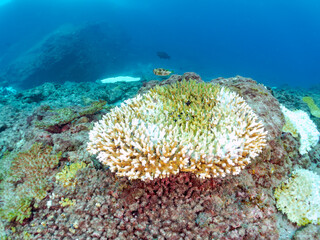 サンゴの白化現象
テーブルサンゴのフタスジリュウキュウスズメダイ、ミツボシクロスズメダイ、ヤリカタギ幼魚他
英名学名：Reticulated Dascyllus,Dascyllus reticulatus
Chevron Butterflyfish,Chaetodon trifascialis
Threespot dascyllus,Dascyllus trimaculatus
南伊豆中木ヒリゾ浜