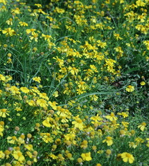 Yellow WIldflowers