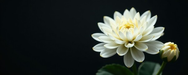 Delicate white chrysanthemum buds on dark background, spring flowers, white blooms