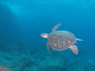 ゆったり泳ぐ美しく大きなアオウミガメ（ウミガメ科）。
英名学名：green sea turtle (Chelonia mydas)
東京都伊豆諸島式根島-2024
