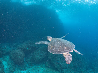 Fototapeta premium ゆったり泳ぐ美しく大きなアオウミガメ（ウミガメ科）。 英名学名：green sea turtle (Chelonia mydas) 東京都伊豆諸島式根島-2024 