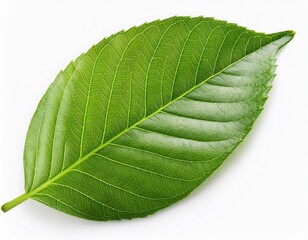 Obraz premium foliage green leaf isolated